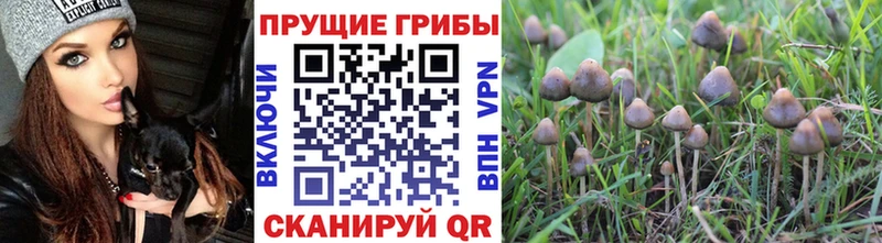 Псилоцибиновые грибы GOLDEN TEACHER  omg   Зарайск 